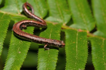 California Slender salamander macro portrait on green leaves 