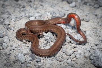 Northern Redbelly Snake macro portrait 