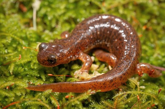 Cascade Torrent salamander macro portrait 