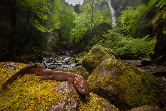 Coastal Giant salamander wide angle portrait in front of waterfall 