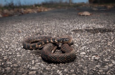Kirtland's snake macro wide angle portrait on road 
