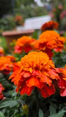 orange flower
