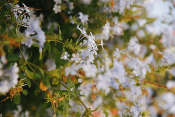 Close-up of delicate Plumbago auriculata flowers (commonly known as blue plumbago or Cape leadwort)...