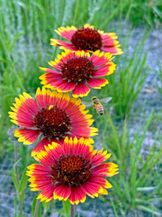A bee hovers over colorful Indian blanket wildflowers in a Boulder, Colorado nature preserve