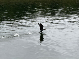 Kormoran erhebt sich aus dem Wasser zum Flug