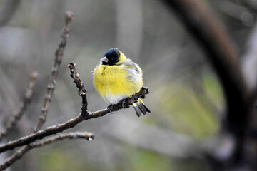 The striking black-headed bird (Spinus magellanicus) on the tree branches