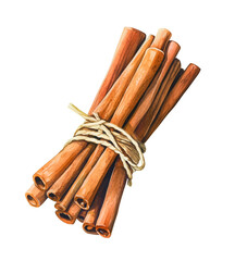 Watercolor illustration of a bundle with cinnamon sticks on white background