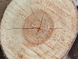 Cross-section of an old, brown tree trunk showing the natural wood texture and age rings, detailed...