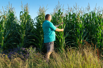 A farmer inspects and cares for tall corn plants in a field during the afternoon. Bright sunlight...