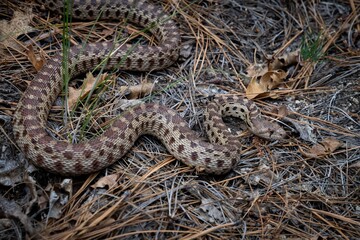 Pacific Gopher snake macro portrait 