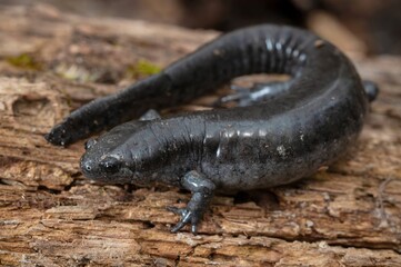 Smallmouth salamander field guide macro portrait 