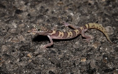 Desert Banded gecko portrait on road at night 