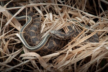 Eastern Massasauga Rattlesnake and Eastern Garter snake basking together in grass 