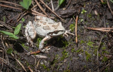 Pacific Treefrog macro portrait 