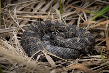 Eastern Massasauga Rattlesnake basking in grass 