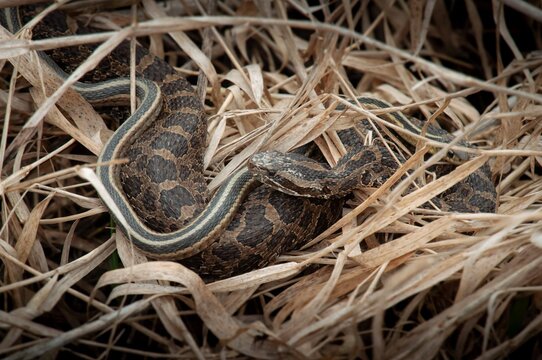 Eastern Massasauga Rattlesnake and Eastern Garter snake basking together in grass 