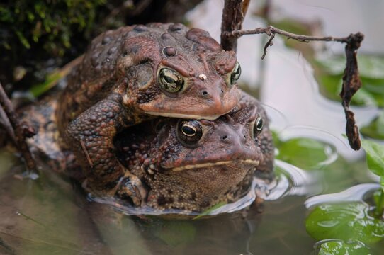 Mating American toad in pond