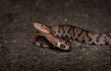 Eastern Copperhead portrait on road at night 