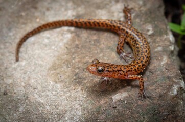 Longtail salamander macro portrait 