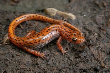 Fototapeta premium Cave salamander macro portrait 