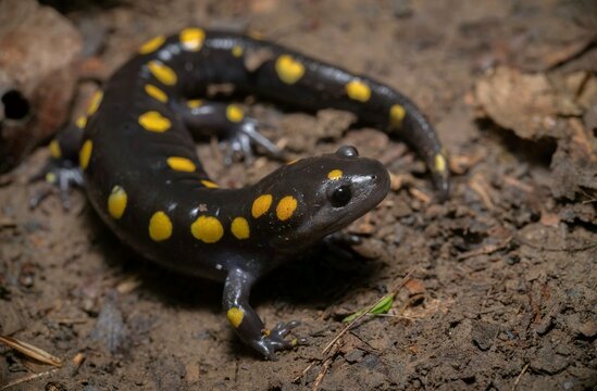 Spotted salamander macro field guide portrait 