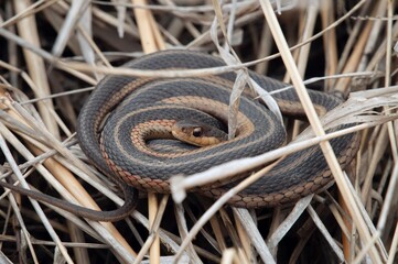 Eastern Garter snake coiled and basking in grass 