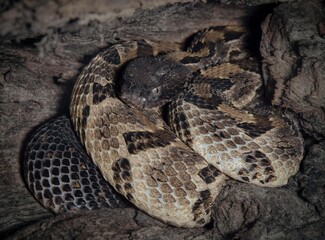 Timber Rattlesnake macro portrait in situ in log 