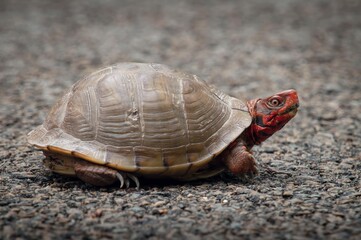 Three-toed Box turtle macro portrait on road 