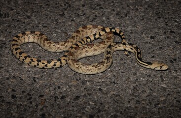 Great Basin Gopher snake portrait on road 