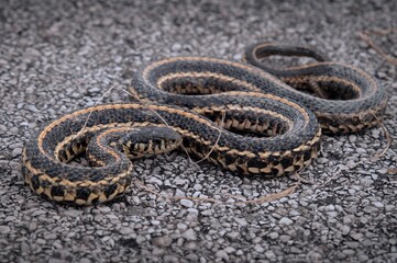 Plains Garter snake portrait on road 