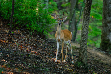 Deer In Forest