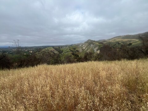 Golden tall grass field under overcast skies, with distant rolling hills and scattered shrubs, capturing a moody rural landscape. - Powered by Adobe