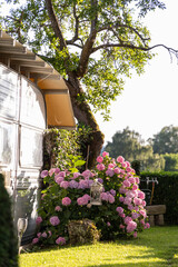 Vibrant pink hydrangeas bloom beside a vintage trailer, with lush greenery and a sunny garden...