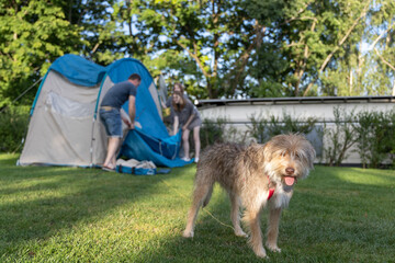 Happy dog stands in foreground while couple sets up camping tent in backyard, showcasing outdoor...