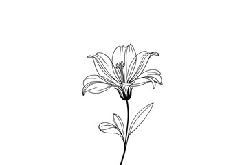 Floral line art with blooming lily flower