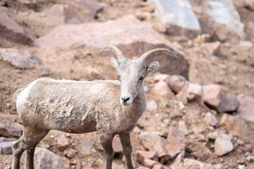 A bighorn sheep stands on rocky mountain slopes, its curved horns and thick coat highlighted...