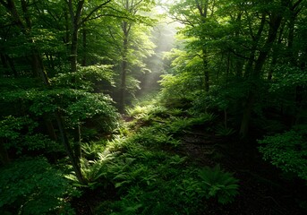 Lush Forest Scene Sunlight Streaming Through Dense Trees, Nature Photography.