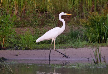A white heron is hunting