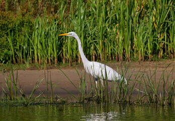 Naklejka premium A white heron is hunting