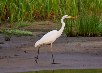A white heron is hunting