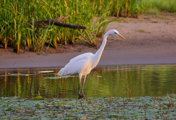 A white heron is hunting