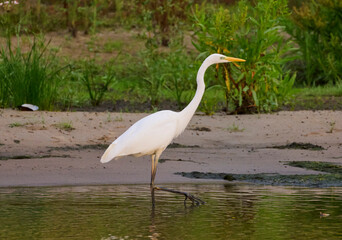 great white heron