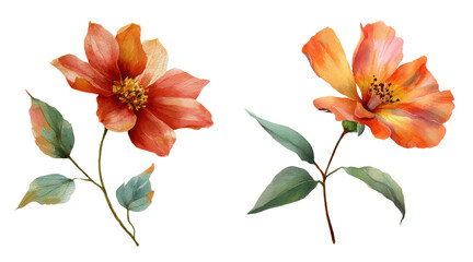 Red and yellow flowers watercolor clipart
