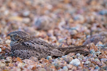 Nighthawk bird sitting in the rocks in the Arizona desert,