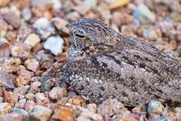 Nighthawk bird sitting in the rocks in the Arizona desert, with her baby night hawk chicks