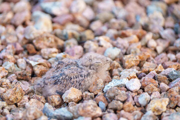 Tiny newborn baby nighthawk chick sitting in the rocks in the Arizona desert