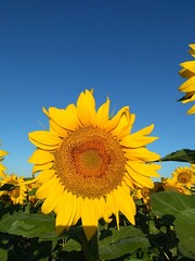 Yellow Sunflowers in a sunflower farm