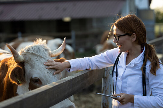 Ginger veterinarian petting cow over the fence