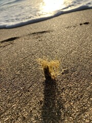 frayed rope sticking out of the sand on the beach in St Kitts and Nevis