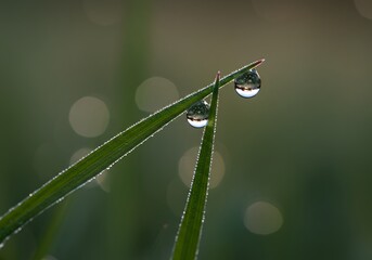 Close-up of a dewdrop on a blade of grass, soft background blur 